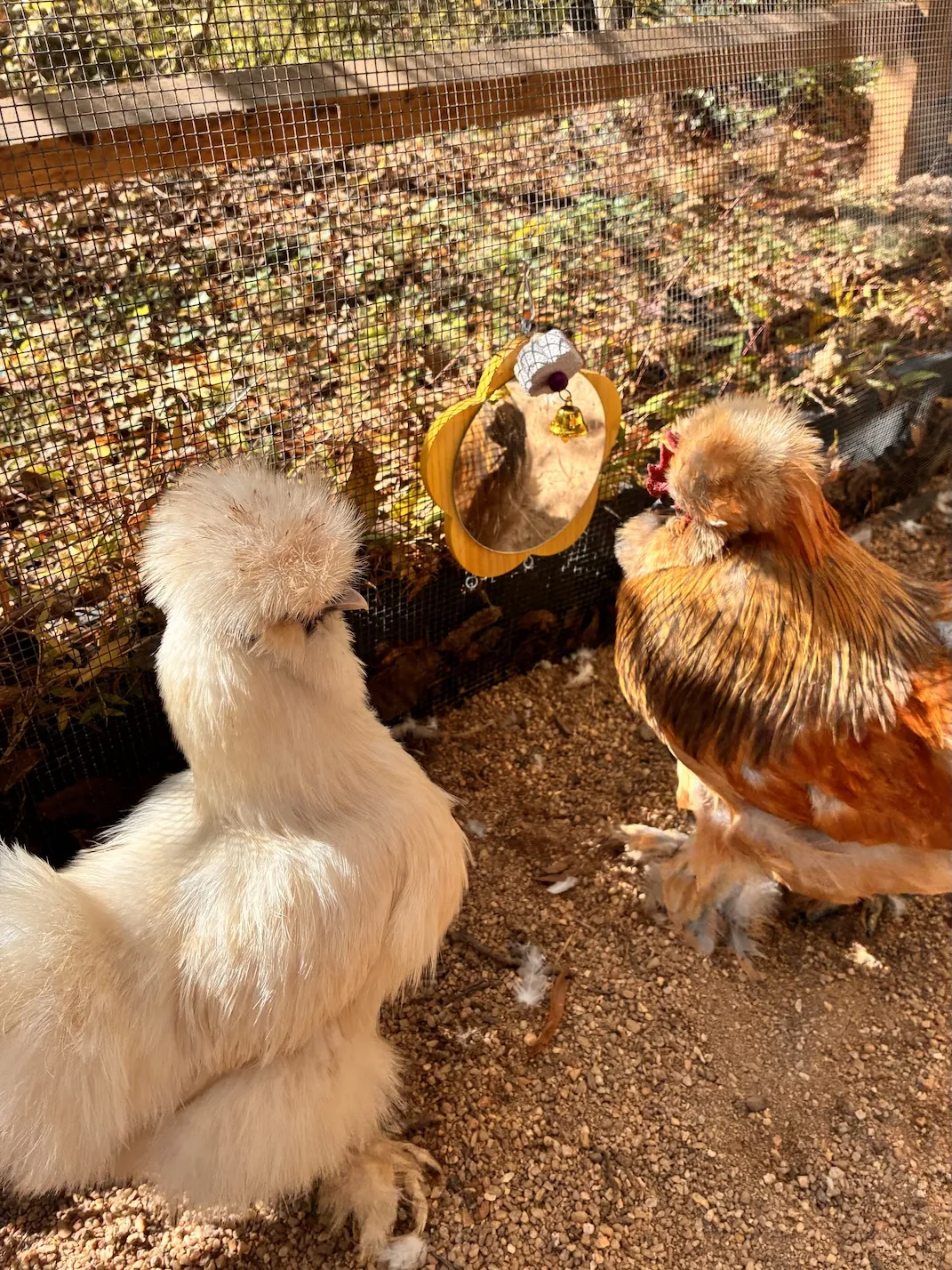 Creation Acres Chickens
